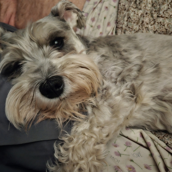 Meet your Posher, Tammy - Picture 2 of 3